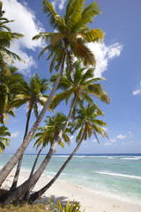 Fototapeta na wymiar Inselparadies mit palmen, strand und türkis grünem Meer in der Südsee