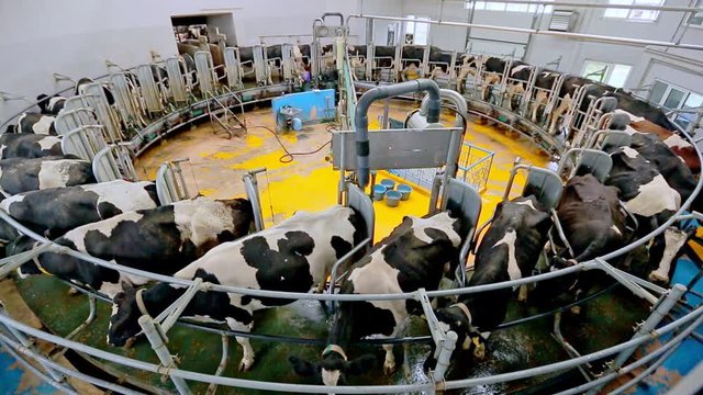 Process milking cows. Dairy cows on milking machine. Automated equipment for milking cows on dairy farm. Dairy cows at dairy factory. Cow milking parlour on modern farm