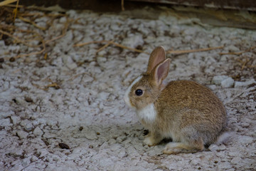 The small rabbit is crouching on the floor.