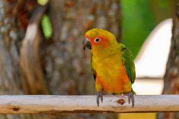 The pretty parrot perched on wooden rail.