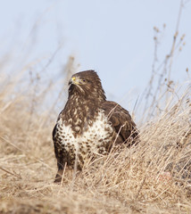  Common Buzzard