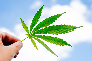 The guy is holding a cannabis sheet in his hand