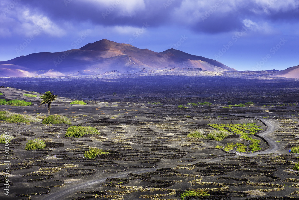 Wall mural the wine valley of la geria / lanzarote / canary islands