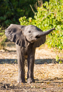 Baby Elephant in Chobe Botswana