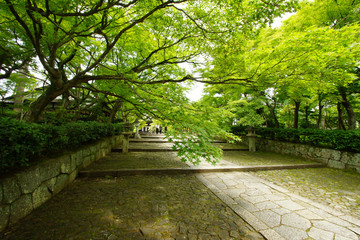 青もみじの参道