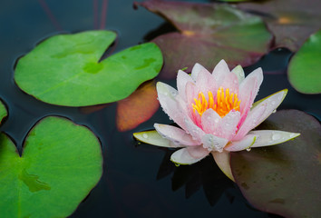 lotus in top view blooming in pond at morning. nature flower background.