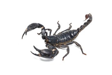 Scorpion isolated on white background