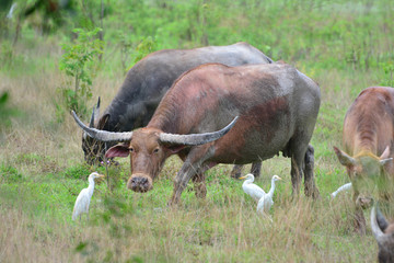 Buffalo herds in the fields in the morning.
