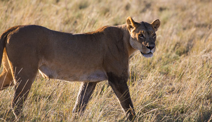 Lioness in Chobe Botswana