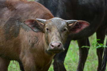 Fototapeta premium Buffalo herds in the fields in the morning.