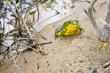 Frog Beach