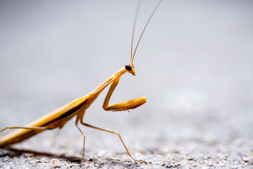 Mantis