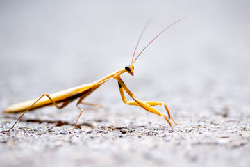 Mantis