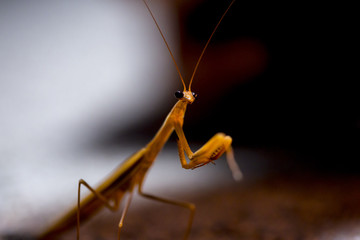 Mantis