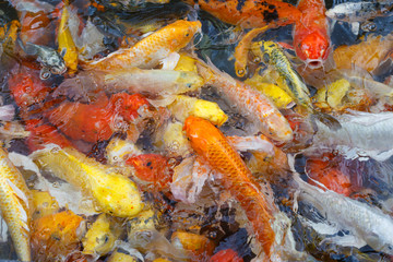 Colorful fish or fancy carp blur