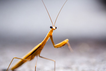 Mantis