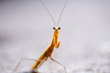 Mantis