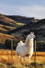 Naklejka premium Patagonian Llama