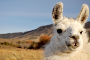 Patagonian Llama © Jopstock
