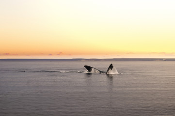 A whale at El Doradillo Beach in Puerto Madryin, Chubut Province, Argentina