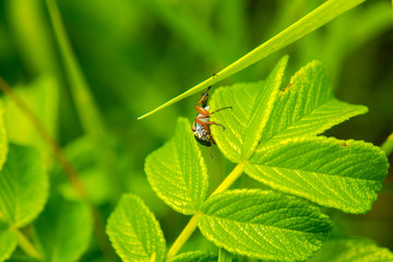 Macro insect green