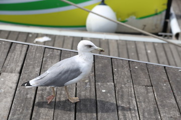 Obraz premium port de barcelone