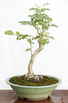 Common ash (fraxinus excelsior) bonsai on a wooden table and white background