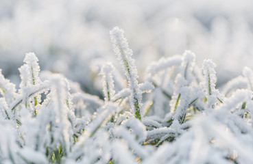 Frozen morning grass