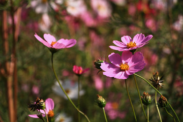 Fototapeta premium Colorful cosmos flowers in garden , september moments