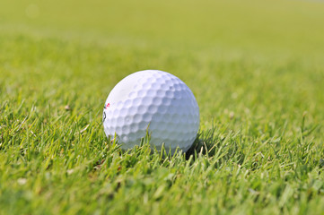 balle de golf dans l'herbe rase d'un green