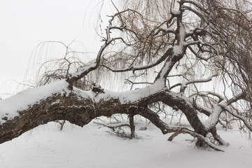 Meadow by the lake in winter