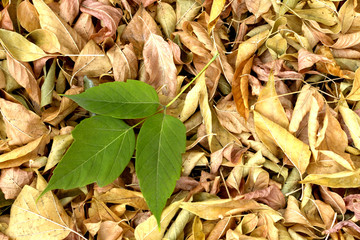 Autumn background. The last green maple leaf on the background of yellow leaves.