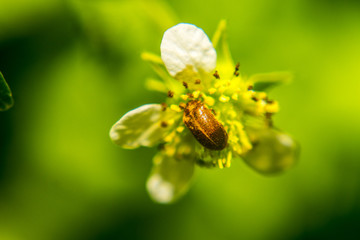 Bug Plants