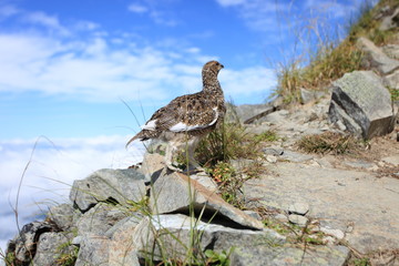北アルプス　雷鳥