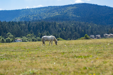 Fototapeta premium White horse