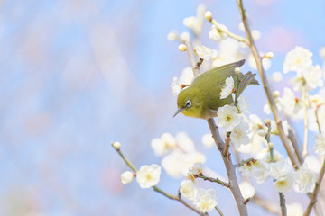 メジロと梅の花