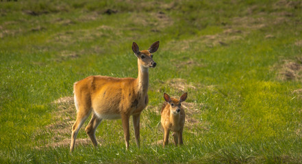 Deer enjoying a summer day