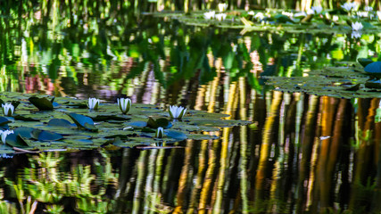 Beautiful reflections on a lily pond