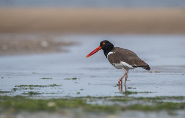 American Oystercatcher