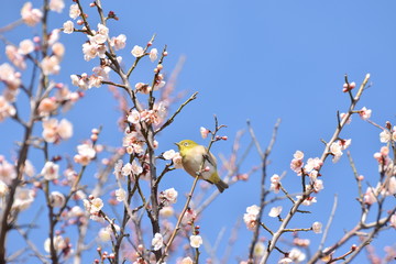 メジロと梅の花