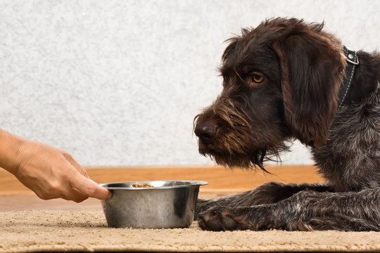 Dog Waiting A Food