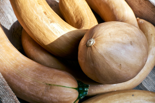 K&uuml;rbis (Trombolina d'albenga)