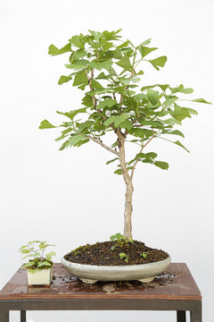 Ginkgo biloba bonsai on a wooden table and white background