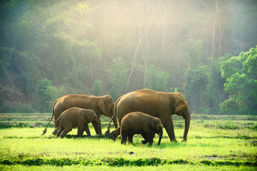 Elephant family walking through the meadow.