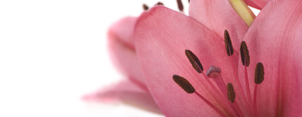 Rosa Lilien isoliert