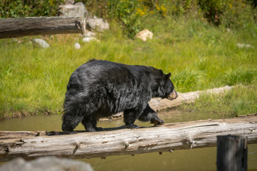 Black bear enjoying the summer sun