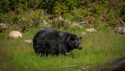 Black bear enjoying the summer sun