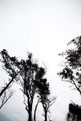 Black trees on cloudy sky background 