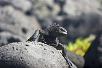 iguana auf der Galapagos Insel Mindelo