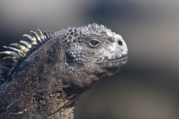 iguana auf der Galapagos Insel Mindelo